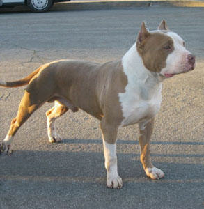 Grand Champion PR Razors Edge