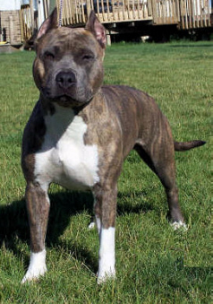 Grand Champion Dynastys Blessings